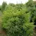Можжевельник КУРИВАО ГОЛД китайский в Горках