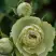 Роза ГРИН ДАЙМОНД миниатюрная в Горках