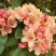 Рододендрон ФЛАУТАНДО в Горках