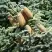 Пихта благородная в Горках