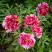Пион РЕД ВИЗ ПИНК древовидный в Горках