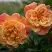 Роза АЛОХА плетистая в Горках