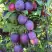 Слива БЛЮ СВИТ колонновидная в Горках