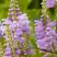 Физостегия РОЗЕЯ виргинская в Горках