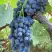 Виноград ВЕНУС в Горках