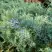 Можжевельник ГРЕЙ ОУЛ виргинский  в Горках