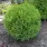 Туя ХОЗЕРИ западная в Горках