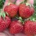 Клубника ВИМА ЗАНТА в Горках