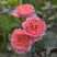 Роза ЛОРАН КАБРОЛЬ шраб в Горках