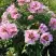 Пион РОЗОВАЯ РЕКА древовидный в Горках