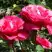 Роза ВИЕН РОУЗ чайно-гибридная в Горках