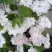 Клематис ИННОСЕНТ БЛАШ в Горках