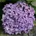 Гортензия АИША крупнолистная  в Горках