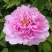 Пион ПРОЗРАЧНАЯ РОСА древовидный в Горках