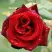 Роза ТАБУ чайно-гибридная в Горках