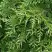 Туя СМАРАГД ВАРИЕГАТА западная в Горках
