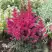 Астильба МУЛЕН РУЖ курчавая в Горках