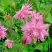 Аквилегия БАРЛОУ ПИНК гибрид МакКаны в Горках