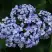 Гортензия АИША крупнолистная  в Горках