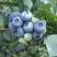 Голубика БЛЮЭТТА в Горках