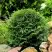 Туя ДАНИКА западная в Горках