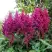 Астильба ВИЖНС китайская в Горках