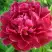 Пион КИТАЙСКИЙ ШЕЛК травянистый в Горках