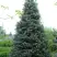 Пихта белая в Горках