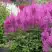 Астильба АМЕТИСТ Арендса в Горках