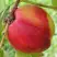 Нектарин СТАРК РЕД ГОЛД в Горках