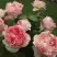 Роза ФИЛИНГ чайно-гибридная в Горках