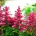 Астильба ЮНИК КАРМИН гибридная в Горках