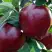 Яблоня РЕД ЧИФ в Горках