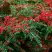Кизильник горизонтальный в Горках