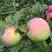 Яблоня УТРО в Горках