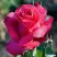 Роза ВИЕН РОУЗ чайно-гибридная в Горках