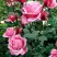 Роза ЭЙФЕЛЕВА БАШНЯ чайно-гибридная в Горках