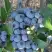 Голубика НОРТЛАНД в Горках