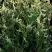 Туя ГОЛД ПЕРЛ западная в Горках