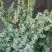 Можжевельник БЛЮ АЛЬПС китайский  в Горках