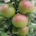 Яблоня МОСКОВСКОЕ ЗИМНЕЕ в Горках