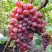 Виноград КРАСОТКА в Горках
