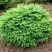 Ель НИДИФОРМИС обыкновенная в Горках