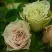 Роза ГРИН ДАЙМОНД миниатюрная в Горках