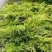 Можжевельник ОЛД ГОЛД средний в Горках