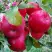 Яблоня АЙДАРЕД в Горках