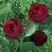Роза ПАПА МЕЙЯН чайно-гибридная в Горках
