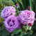 Роза ШАРЛЬ ДЕ ГОЛЛЬ чайно-гибридная в Горках