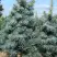 Пихта КОНКОЛОР в Горках