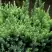 Можжевельник ХОЛГЕР чешуйчатый в Горках